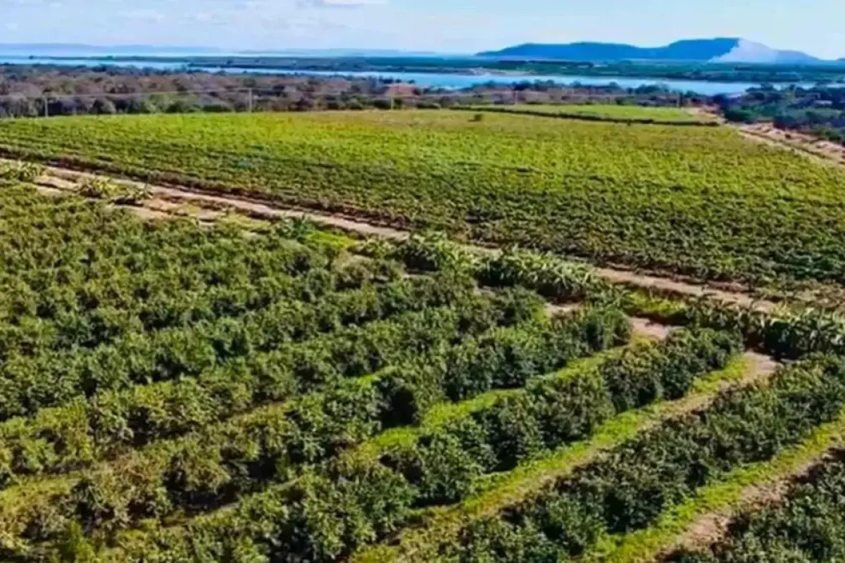 pe-petrolina-centro-rua-pacifico-da-luz-fazenda-a-venda-6987cb45-00